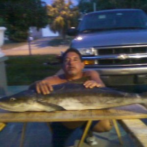 40" freegaffed cobia