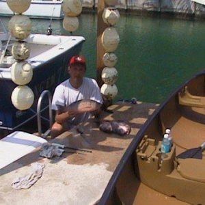 Mangrove Snappers