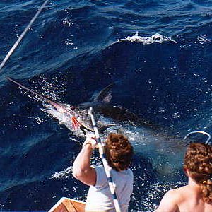 gaffmarlin