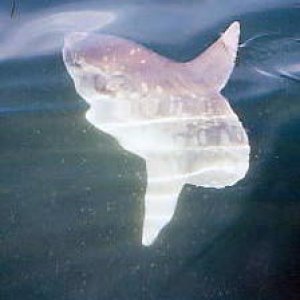 sunfish