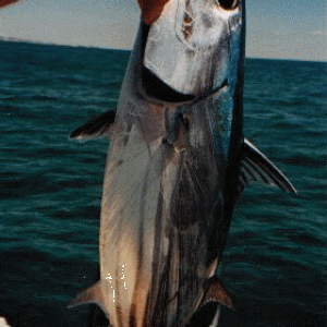 Skipjack