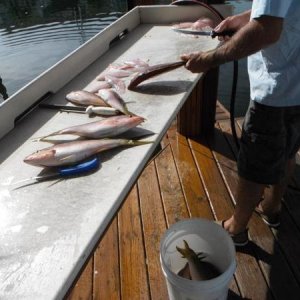 yellowtail snapper