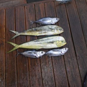 blackfin sushi and some mahi sammiches