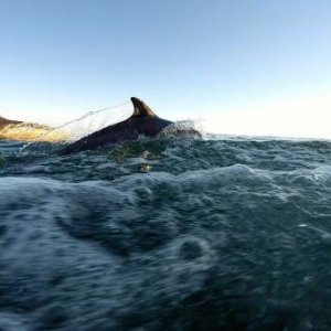 dolphins under the chines