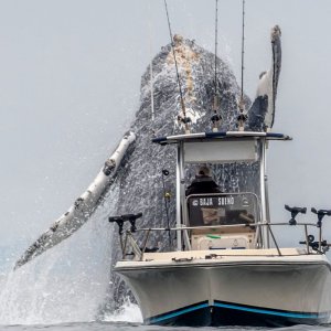 giant-humpback-leaps-sea-fisherman-small-boat-california-3-5cdaa63861adb  700