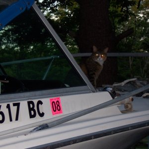 My "attack-cat" guarding the ship.