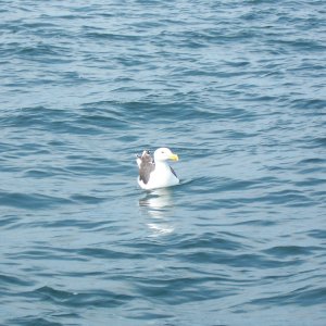 bird says,"c'mon guys give me some squid for lunch"