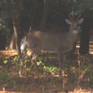 3 pointer in my back yard