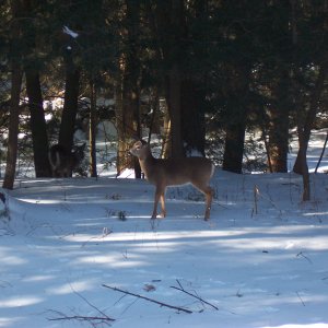 2 doe in back yard