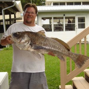 2009 July 4
Black Drum 25lbs.