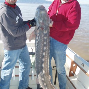 79 inch, 150 pound White Sturgeon