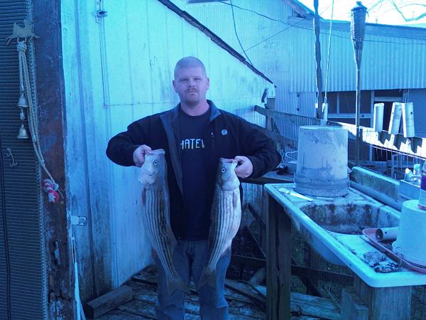 11/23/08 stripers. the two biggest that i got. getting ready to cut them up