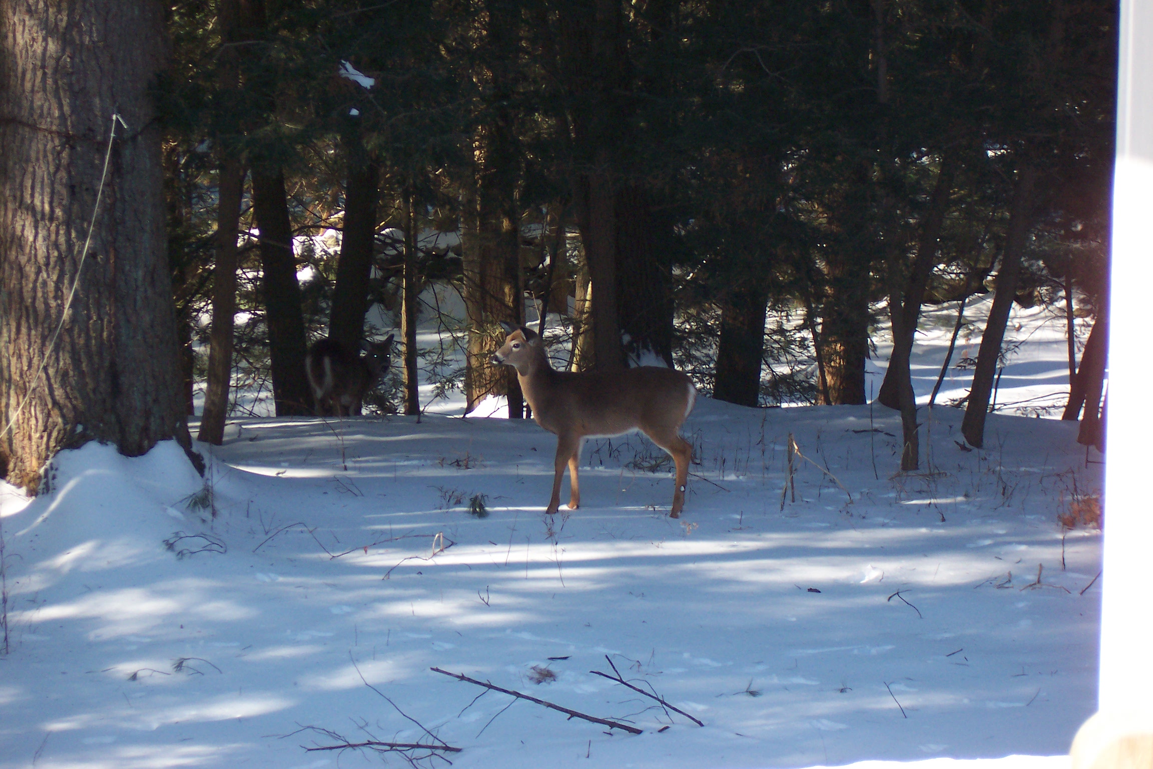 2 doe in back yard