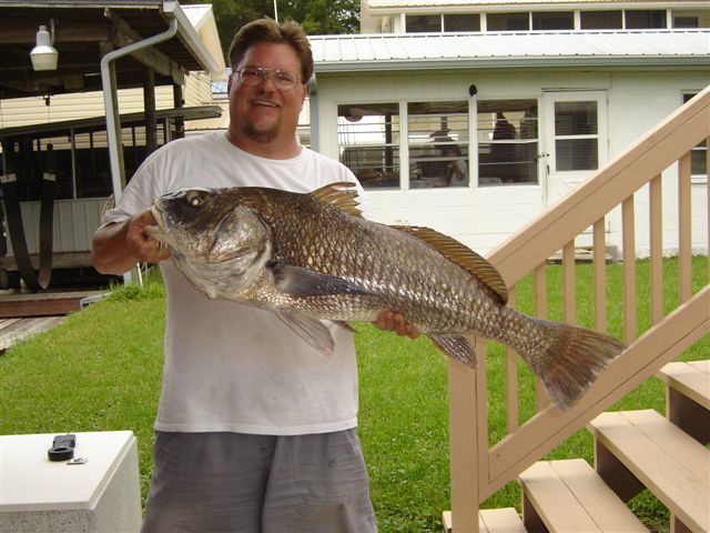 2009 July 4
Black Drum 25lbs.