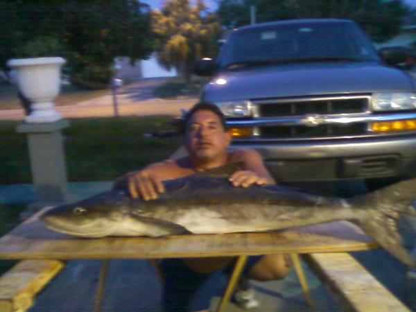 40" freegaffed cobia