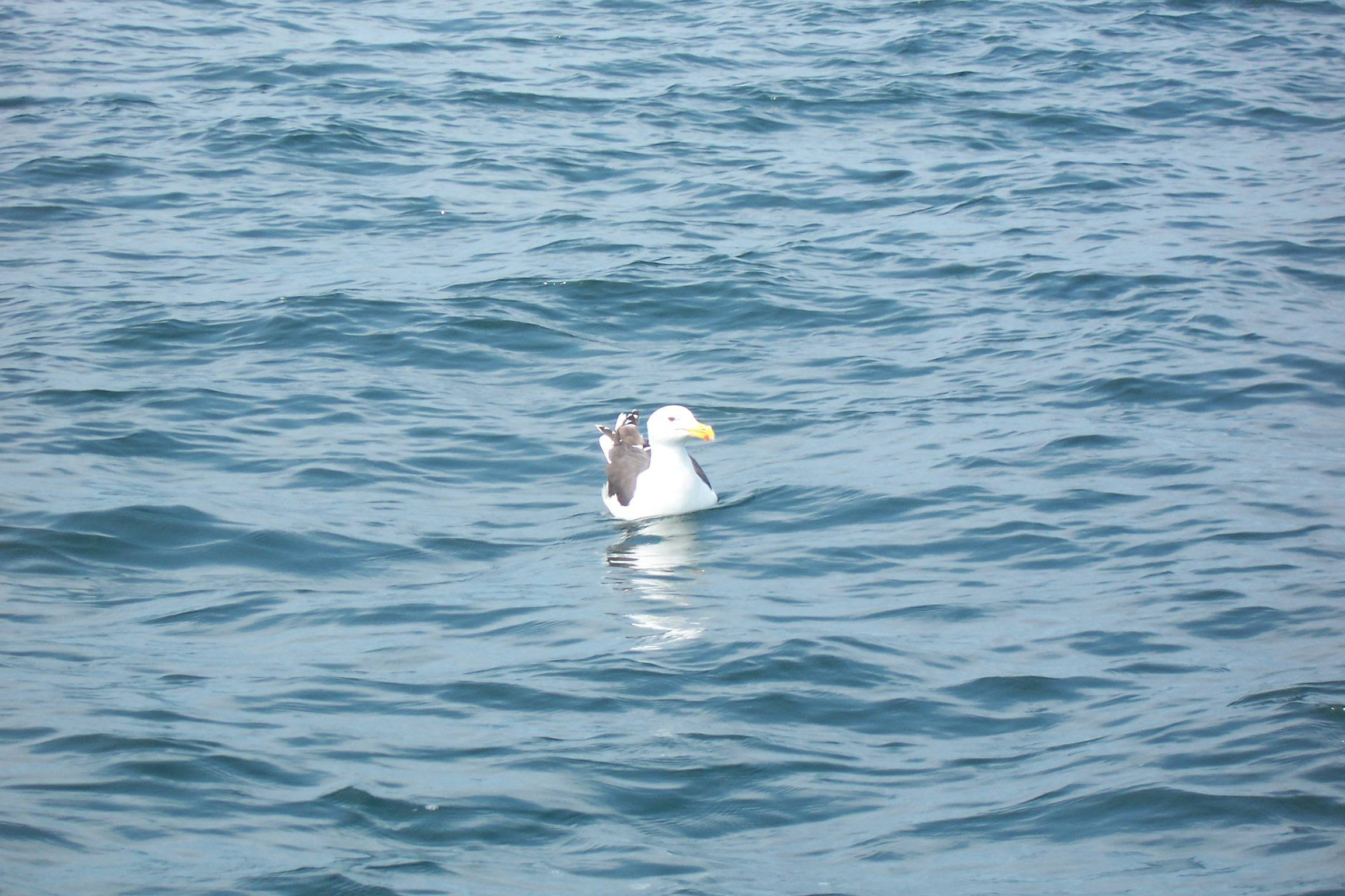 bird says,"c'mon guys give me some squid for lunch"