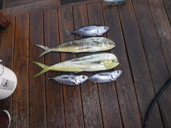 blackfin sushi and some mahi sammiches