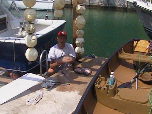 Mangrove Snappers