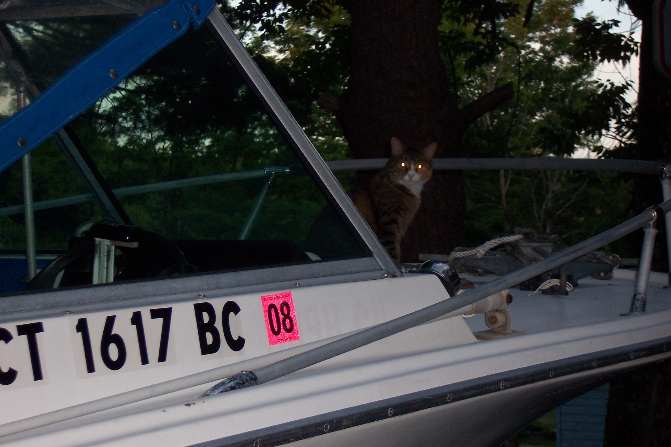 My "attack-cat" guarding the ship.