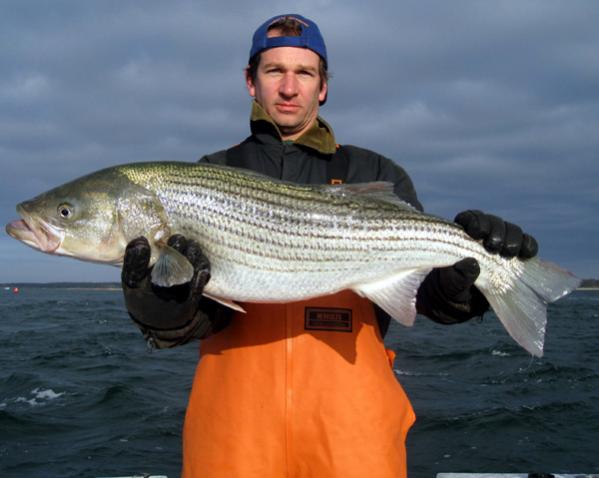 Ron with a late november striper.