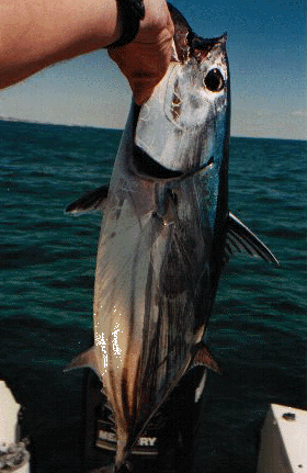 Skipjack