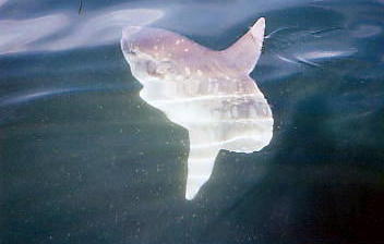 sunfish