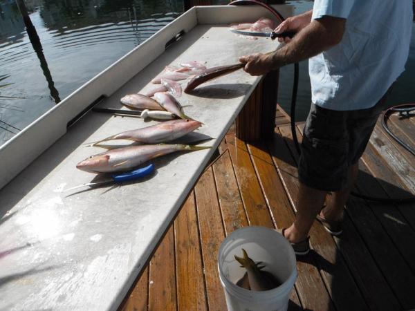 yellowtail snapper